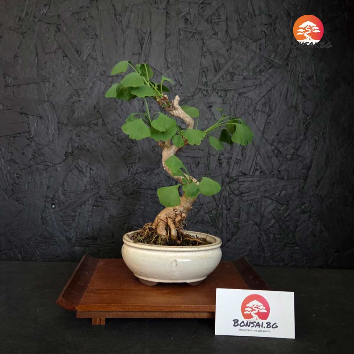 Juniperus Chinensis — 45 см